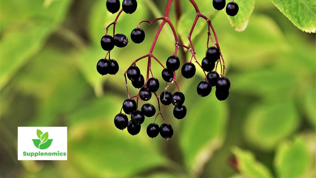 Elderberry Benefits for Skin